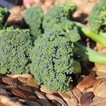 Broccoli Cezar (Samen)
