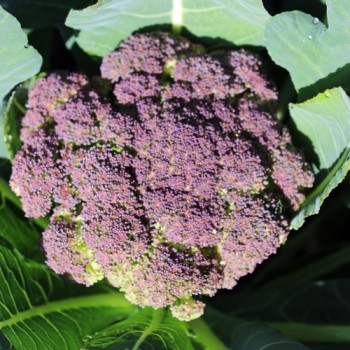 Broccoli Miranda (Samen)