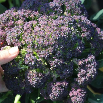 Broccoli Miranda (Samen)