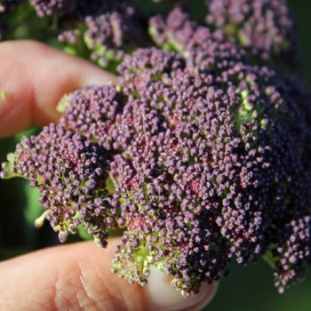 Broccoli Miranda (Samen)