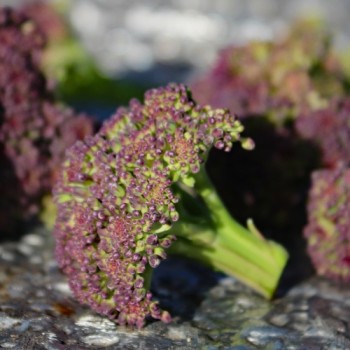 Broccoli Miranda (Samen)