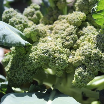Broccoli Waltham (Samen)