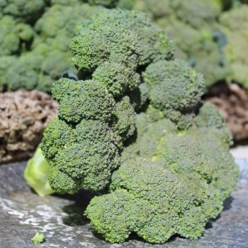 Broccoli Waltham (Samen)