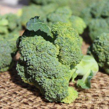 Broccoli Waltham (Samen)