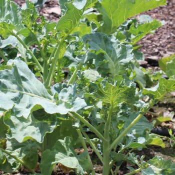 Broccoli Waltham (Samen)