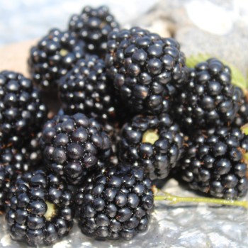 Brombeere Asterina  (Pflanze)