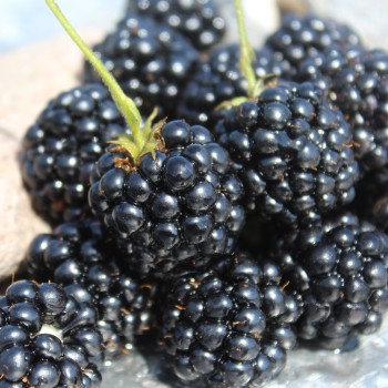Brombeere Asterina  (Pflanze)