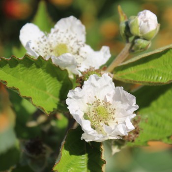 Brombeere Asterina  (Pflanze)