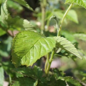 Zwerg-Brombeere Little Black Prince (Pflanze)