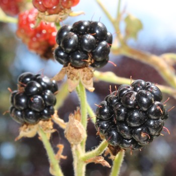 Zwerg-Brombeere Little Black Prince (Pflanze)
