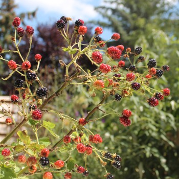 Zwerg-Brombeere Little Black Prince (Pflanze)