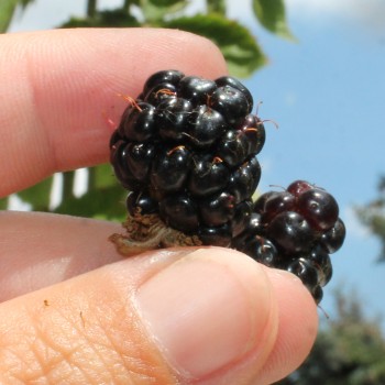 Zwerg-Brombeere Little Black Prince (Pflanze)