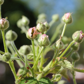 Zwerg-Brombeere Little Black Prince (Pflanze)