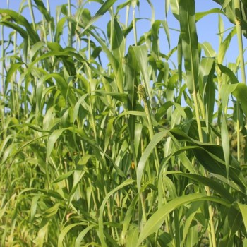 Broom Corn Mixed Colours - Bunte Besenhirse (Samen)
