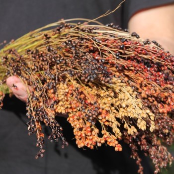 Broom Corn Mixed Colours - Bunte Besenhirse (Samen)