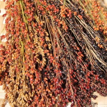 Broom Corn Mixed Colours - Bunte Besenhirse (Samen)
