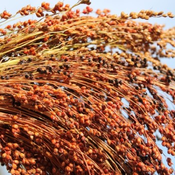 Broom Corn Mixed Colours - Bunte Besenhirse (Samen)