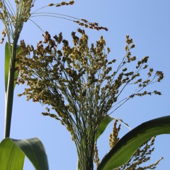 Broom Corn Mixed Colours - Bunte Besenhirse (Samen)