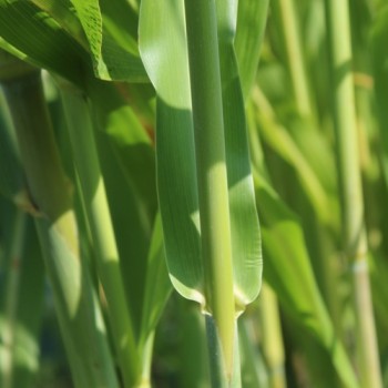 Broom Corn Mixed Colours - Bunte Besenhirse (Samen)