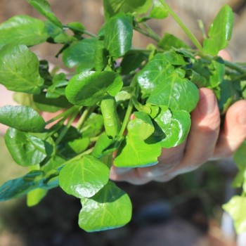 Brunnenkresse Aqua Large Leaved (Samen)