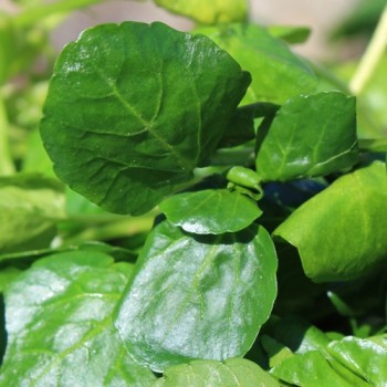 Brunnenkresse Aqua Large Leaved (Samen)