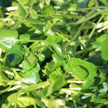Brunnenkresse Aqua Large Leaved (Samen)