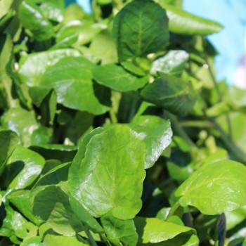 Brunnenkresse Aqua Large Leaved (Samen)