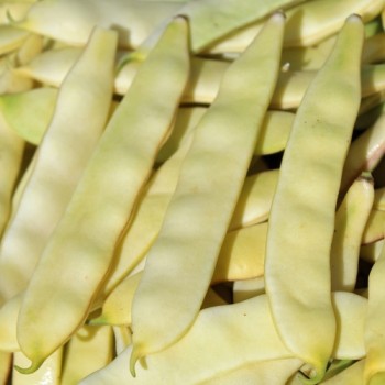 Buschbohne Tytania (Samen)