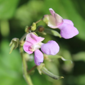 Buschbohne Tytania (Samen)