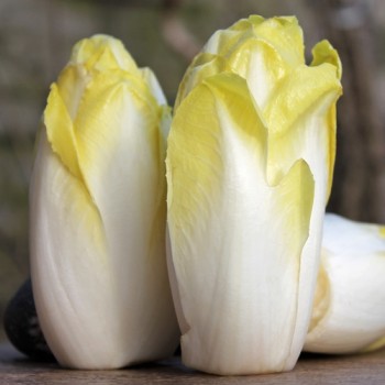 Chicoree Mechelse Middelvroeg (Samen)