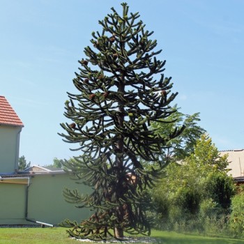 Neu! Chilenische Araukarie (Monkey Puzzle Tree) (Pflanze)