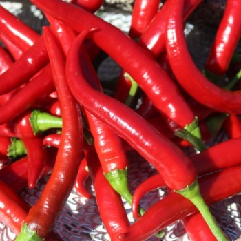 Chili Aci Sivri Biber (Schärfe 4) (Samen)