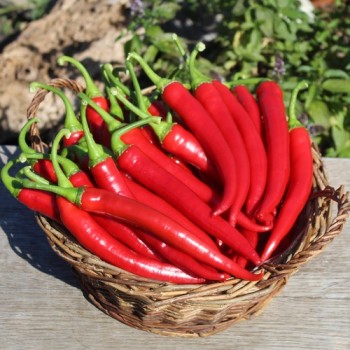 Chili Aci Sivri Biber (Schärfe 4) (Samen)