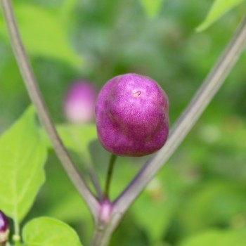 Chili Aji Ayuyo (Schärfe 8) (Samen)