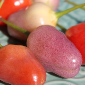 Chili Aji Ayuyo (Schärfe 8) (Samen)