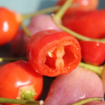 Chili Aji Ayuyo (Schärfe 8) (Samen)