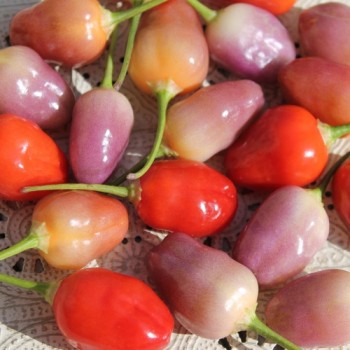 Chili Aji Ayuyo (Schärfe 8) (Samen)