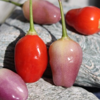 Chili Aji Ayuyo (Schärfe 8) (Samen)