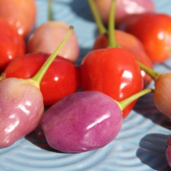 Chili Aji Ayuyo (Schärfe 8) (Samen)