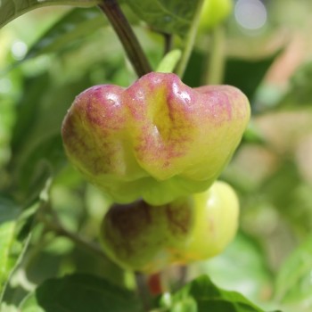 Chili Aji Cachucha Purple Splotched (Schärfe 1) (Samen)