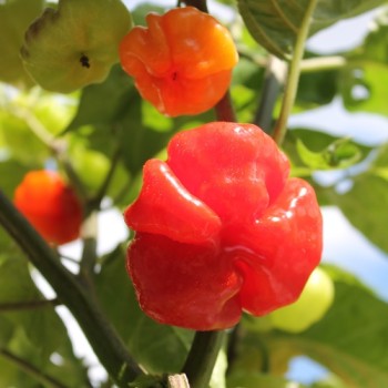 Chili Aji Cachucha Purple Splotched (Schärfe 1) (Samen)