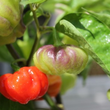 Chili Aji Cachucha Purple Splotched (Schärfe 1) (Samen)