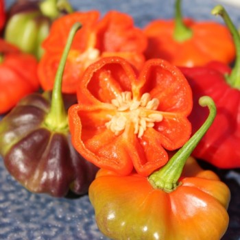 Chili Aji Cachucha Purple Splotched (Schärfe 1) (Samen)