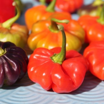 Chili Aji Cachucha Purple Splotched (Schärfe 1) (Samen)
