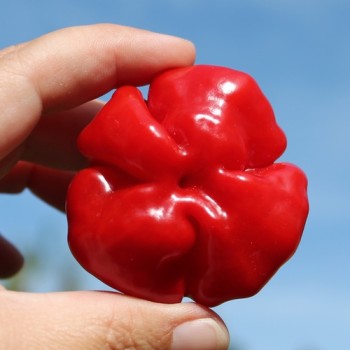Chili Aji Cachucha Purple Splotched (Schärfe 1) (Samen)