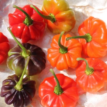 Chili Aji Cachucha Purple Splotched (Schärfe 1) (Samen)