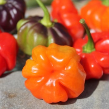 Chili Aji Cachucha Purple Splotched (Schärfe 1) (Samen)