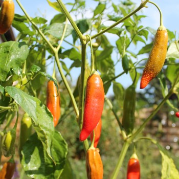 Chili Aji Delight (Schärfe 0) (Samen)