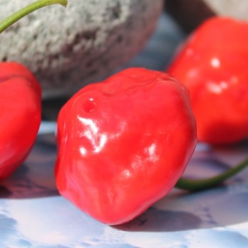 Chili Aji Dulce (Schärfe 0) (Samen)