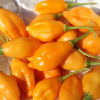 Chili Aji Mandarin (Schärfe 4) (Samen)